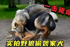 野狼偷袭家犬，现场上演“狼狗大战”，黑狗失误当场毙命视频封面