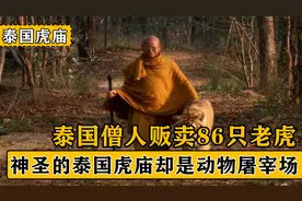 僧人贩卖86只老虎，泰国虎庙成为屠宰场，人类的贪念有多可怕？视频封面