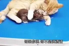 爆笑：这是什么状况，认知观有点崩塌视频封面