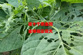 全球销量最大的十个杀虫剂，能解决所有害虫防治难题，你用过几个视频封面