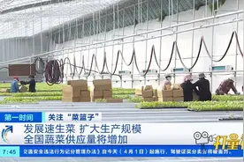 发展速生菜，扩大生产规模，全国蔬菜供应量将增加|第一时间视频封面