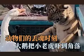动物们的丢魂时刻，女子动物园逗猴子，没想到把猴子吓到掉下窗台视频封面