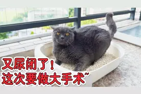 我家的猫又尿不出了！做个手术花掉7000元