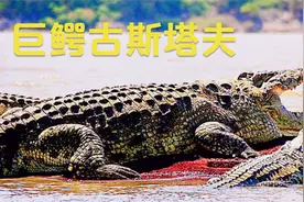 臭名昭著的传奇巨鳄古斯塔夫的故事