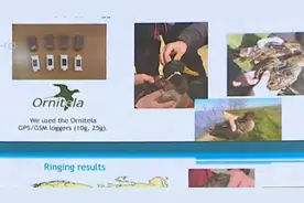 俄公布美在乌实施军事生物计划材料：曾进行蝙蝠冠状病毒试验视频封面