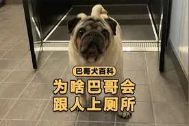 为什么你一上厕所，巴哥就马上跟过来？视频封面