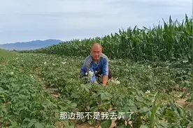 弟弟带着哥哥下地干活，一个拔草，一个锄草，分工明确，干活不累视频封面