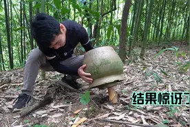 春笋被坛子盖住7天后，坛子被顶在半空，里面到底长啥样？