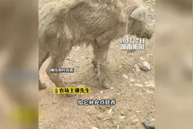 白猪被困半月饿得骨瘦如柴，主人找回后已慢慢恢复视频封面