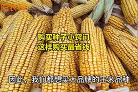 购买种子小窍门，这样买大品牌的玉米种子，省钱多视频封面