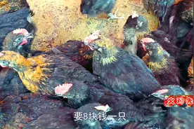 农村集市买4只半斤花黑鸡，母鸡年产蛋200多枚，被誉为绿壳产蛋王视频封面