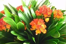 花盆里放几颗花生米，冬天花卉开得旺盛，叶子油光瓦亮！视频封面