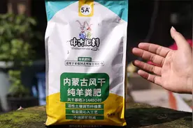 阳台种菜施什么肥料？园艺师教你，用羊粪肥，风干发酵没有臭味视频封面