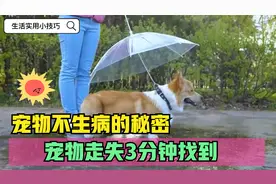 宠物不生病的秘密：小狗走失不要慌，教你三分钟瞬间找到，太实用视频封面