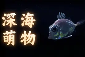 深海萌物你一定没见过视频封面