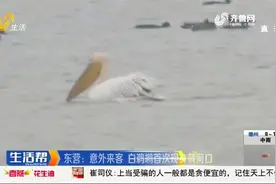 东营黄河口来了只白色大鸟，羽毛白色嘴蓝色，工作人员：头一回见视频封面