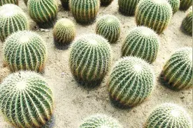 多肉植物仙人球烂根了怎么办？5个步骤10分钟起死回生！视频封面