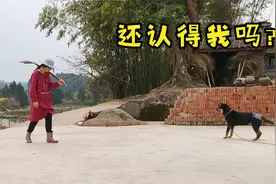 穿上别人的衣服测试狗子是否认识自己，结果意外，把人笑死了视频封面