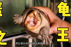蛋龟近年比较火热，蛋龟之王窄桥也水涨船高视频封面