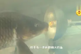 山东泰安的他发明了一款自动钓鱼钩，自从有了这新手钓鱼有福啦