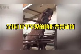 全球10个非常罕见的畸形变异动物视频封面
