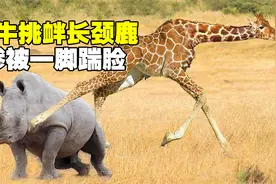 犀牛挑衅长颈鹿，惨被一脚踹脸夺命而逃，镜头记录罕见一幕视频封面