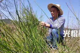 农田边上有种“光棍草”，经济价值高，晒干煮水对很多人有帮助视频封面