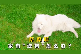 家有逆子怎么办？学会这3招不头疼视频封面