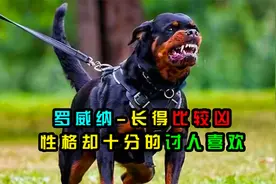 罗威纳，长得比较凶，性格却十分的讨人喜欢视频封面