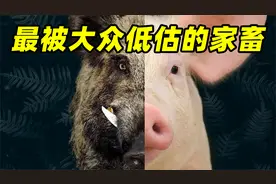 【驯化动物03】为什么说猪和人很像?它的价值可不只是烤肉香视频封面
