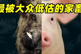 【驯化动物03】为什么说猪和人很像?它的价值可不只是烤肉香视频封面