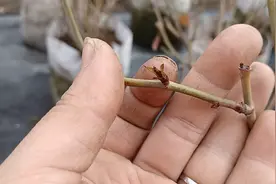 开春月季新芽发黑，跟这4个方面有关，要注意避免视频封面