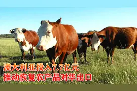 中国市场的重要性，澳大利亚投入7.7亿元推动恢复农产品对华出口视频封面