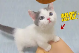 小奶猫总偷吃我的饭，连螺蛳粉也不放过，一口吞了！视频封面
