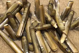赶海区分沙滩上的蛏子洞和蛤蜊洞,小倪只一招就搞定!3秒抓一个