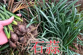 农村常见的蒜头草，被称之为“毒蛇克星”，遇见请不要误食！