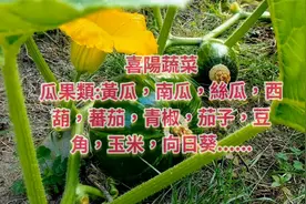 喜阳和耐阴蔬菜有哪些？视频封面