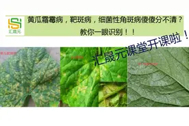 黄瓜霜霉病，靶斑病，细菌性角斑病傻傻分不清？教你一眼识别！