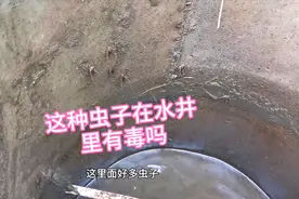 农村的水井一年没清理了，一开井盖都这样了，好多虫子呀！