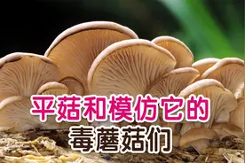 相似度99%的毒蘑菇，和野生平菇如何区分？视频封面