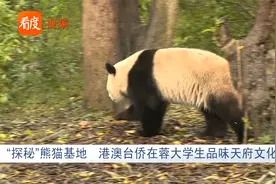 四川：“探秘”熊猫基地，港澳台侨在蓉大学生品味天府文化视频封面