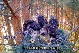 小苍鹰们长得真快，转眼之间它们就长大了，它们就要离巢了视频封面