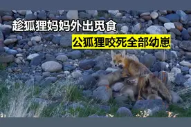 狐狸妈妈独自抚养幼崽，为了生存外出觅食，幼崽却全被宿敌咬死