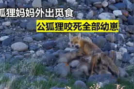 狐狸妈妈独自抚养幼崽，为了生存外出觅食，幼崽却全被宿敌咬死视频封面