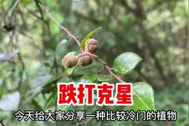 檵木又名白花檵木，被称为“天然创口贴”，把叶子捣碎作用厉害了