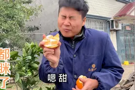 老淡自家橙子成熟了，采摘下来储存冬天吃，边摘边吃 汁水超多