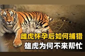 交尾完就各回各家，雄老虎为何这么冷漠？母老虎怀孕后如何生活？视频封面