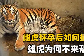 交尾完就各回各家，雄老虎为何这么冷漠？母老虎怀孕后如何生活？视频封面