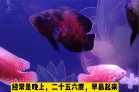 地图鱼为什么会患上白点病，观赏鱼最容易出现白点的部位在哪里？视频封面