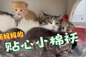 流浪猫之间的救赎，五只没有妈妈的小奶猫重获“母爱”视频封面